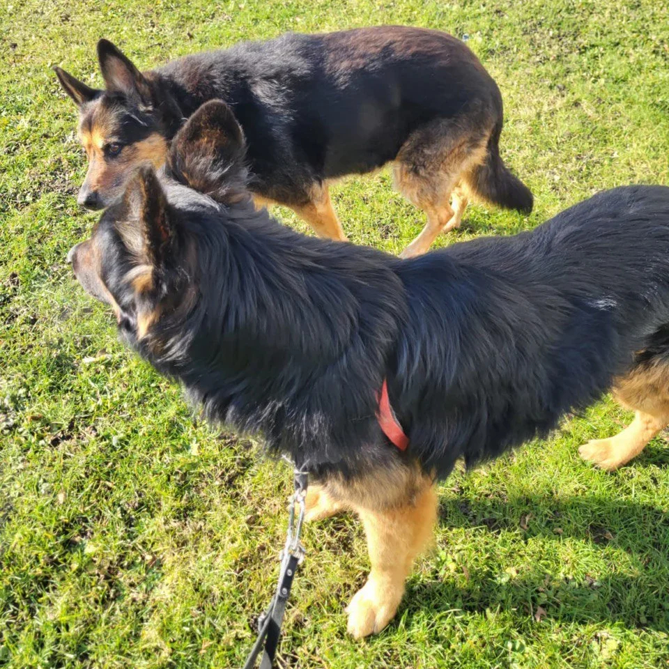 Sherkhan in Germany with a fellow Alsatian. Photo courtesy of Animal Shelter