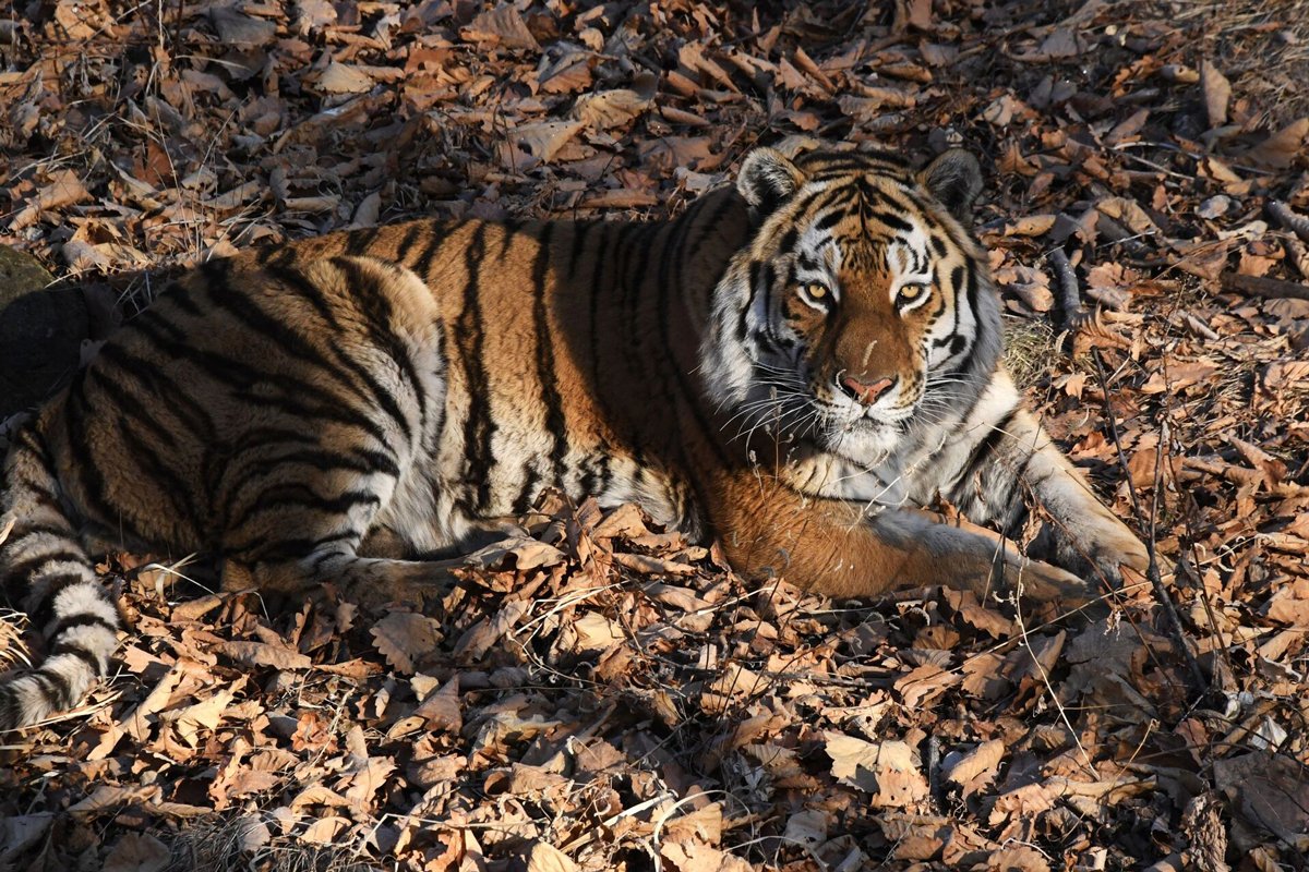 Амурский тигр. Фото: Виталий Аньков / РИА Новости / nature.kremlin.ru