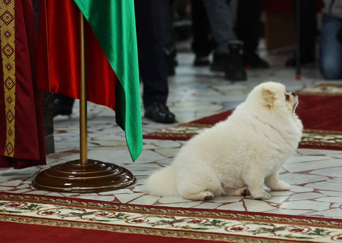 Шпиц Умка, ожидающий своего хозяина на избирательном участке, Минск, 26 января 2025 года. Фото: Евгения Новоженина / Reuters / Scanpix / LETA