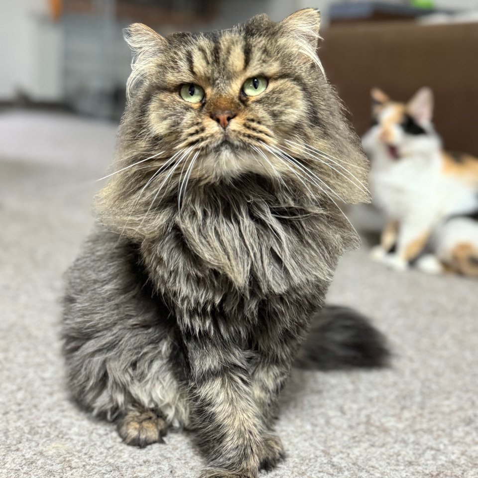 Финик. Фото предоставлено приютом фонда Animal Guardians