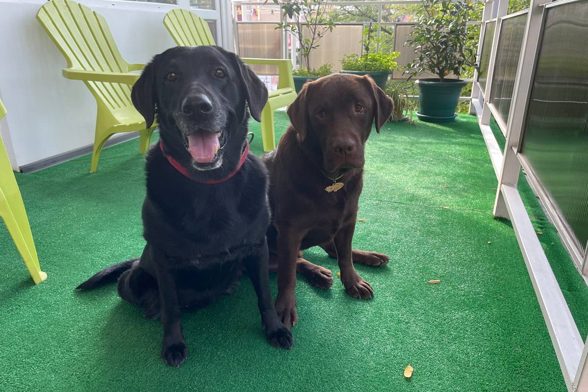 Собаки Ивана Павлова. Фото: kanalsobakipavlova / Telegram