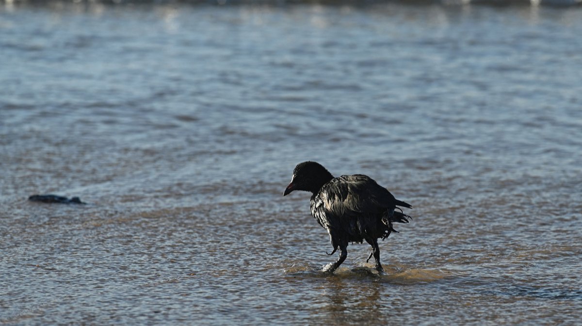 «Постоянно находят мертвых птиц и дельфинов»