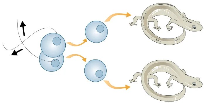 Зигота саламандры расщеплялась сложнее. Учёным пришлось «помочь» ей при помощи волоска. Иллюстрация: Teach.Genetics