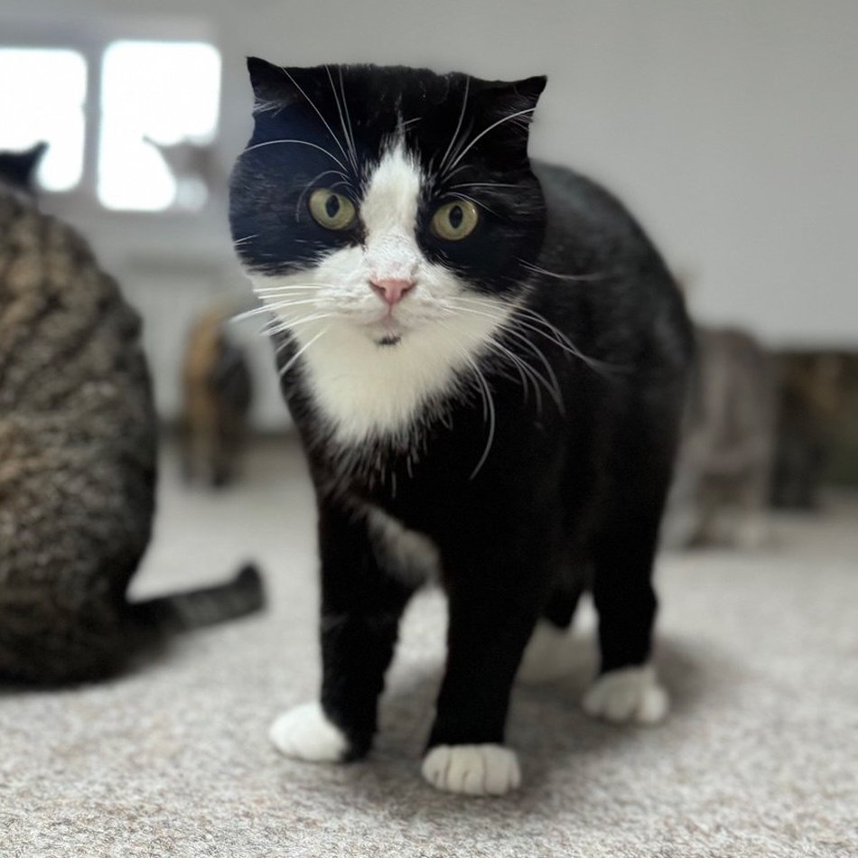 Мира. Фото предоставлено приютом фонда Animal Guardians